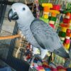 Timneh African Grey Parrots, hand-fed parrots, tame African Grey birds, exotic birds, parrot breeders, vaccinated parrots, Timneh African Grey Parrot shipping, exotic pet birds.. Buy hand-fed Timneh African Grey Parrots from Todd Marcus Birds Exotic. Fully vaccinated, tame, intelligent, and shipped safely worldwide.