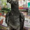 Timneh African Grey Parrots, hand-fed parrots, tame African Grey birds, exotic birds, parrot breeders, vaccinated parrots, Timneh African Grey Parrot shipping, exotic pet birds.... Buy hand-fed Timneh African Grey Parrots from Todd Marcus Birds Exotic. Fully vaccinated, tame, intelligent, and shipped safely worldwide.