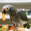 Buy hand-fed Timneh African Grey Parrots from Todd Marcus Birds Exotic. Fully vaccinated, tame, intelligent, and shipped safely worldwide. Buy hand-fed Timneh African Grey Parrots from Todd Marcus Birds Exotic. Fully vaccinated, tame, intelligent, and shipped safely worldwide.