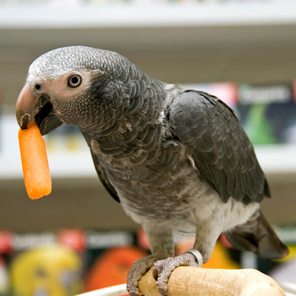 Buy hand-fed Timneh African Grey Parrots from Todd Marcus Birds Exotic. Fully vaccinated, tame, intelligent, and shipped safely worldwide. Buy hand-fed Timneh African Grey Parrots from Todd Marcus Birds Exotic. Fully vaccinated, tame, intelligent, and shipped safely worldwide.