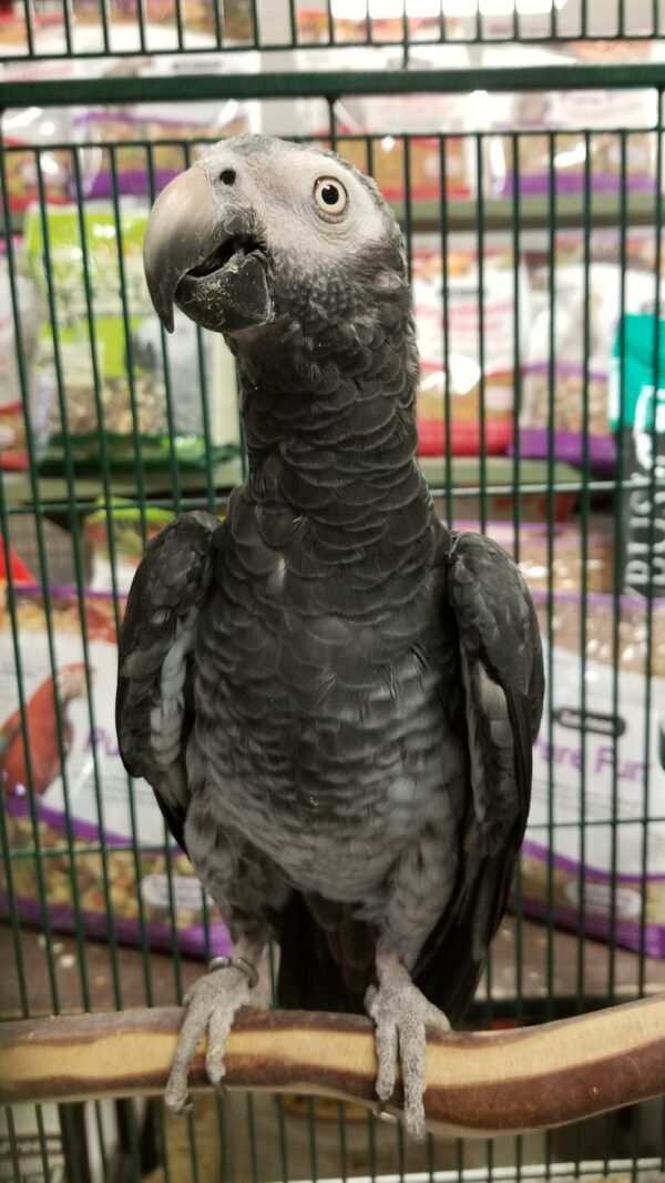 Timneh African Grey Parrots, hand-fed parrots, tame African Grey birds, exotic birds, parrot breeders, vaccinated parrots, Timneh African Grey Parrot shipping, exotic pet birds.... Buy hand-fed Timneh African Grey Parrots from Todd Marcus Birds Exotic. Fully vaccinated, tame, intelligent, and shipped safely worldwide.