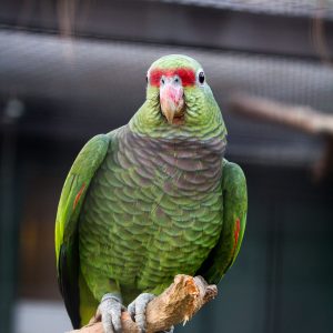 Vinaceous-Breasted Amazon