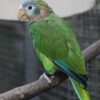 Yellow-Billed Amazon