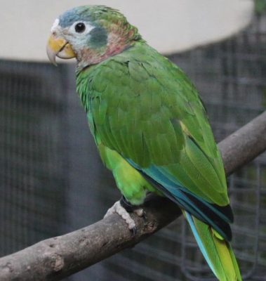 Yellow-Billed Amazon
