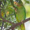 Yellow-Billed Amazon