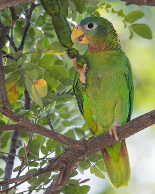 Yellow-Billed Amazon