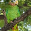 Yellow-Billed Amazon