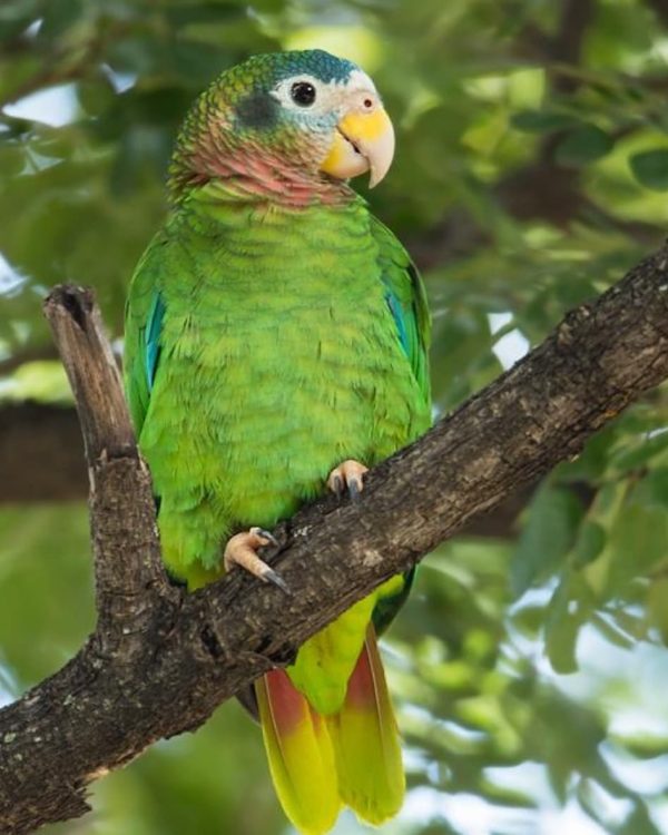 Yellow-Billed Amazon