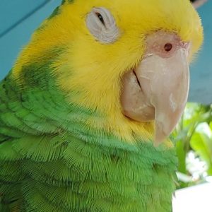 Yellow-headed-Amazon-2-300x300 Yellow-headed Amazon
