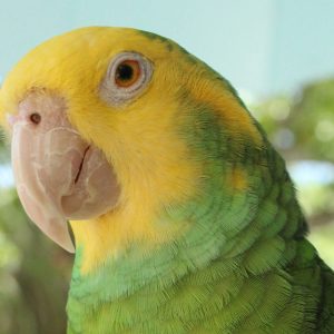 Yellow-headed-Amazon-3-300x300 Yellow-headed Amazon