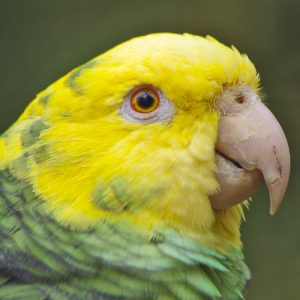 Yellow-headed-Amazon-4-300x300 Yellow-headed Amazon