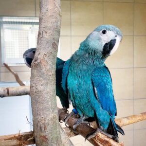 Spix’s Macaw