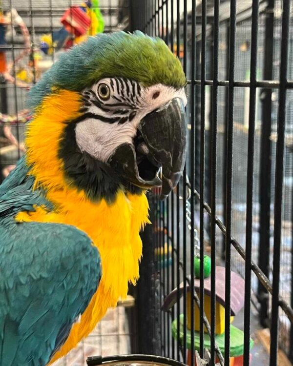 blue-and-gold-macaw:: Blue and Gold Macaw, hand fed Blue Macaw, tame Blue and Gold, Blue Macaw for sale, Todd Marcus Birds Exotic, vaccinated macaw, intelligent parrot, talking parrot, exotic birds, exotic bird shipping, domestic bird delivery, international bird shipping, tropical parrot, macaw cage, macaw diet, parrot care, exotic pets, parrot breeders, social birds, trained parrots