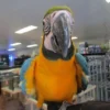 blue-and-gold-macaw,.: Blue and Gold Macaw, hand fed Blue Macaw, tame Blue and Gold, Blue Macaw for sale, Todd Marcus Birds Exotic, vaccinated macaw, intelligent parrot, talking parrot, exotic birds, exotic bird shipping, domestic bird delivery, international bird shipping, tropical parrot, macaw cage, macaw diet, parrot care, exotic pets, parrot breeders, social birds, trained parrots