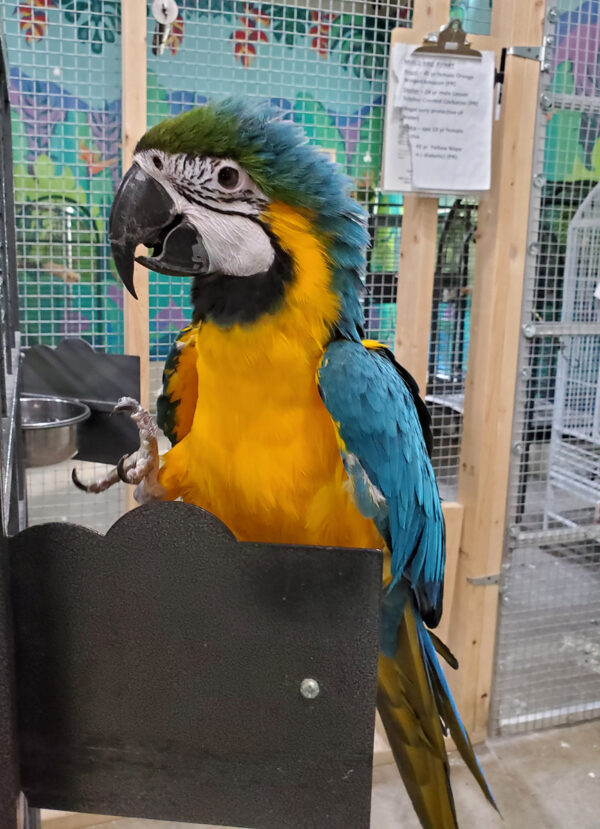 blue-and-gold-macaw, Blue and Gold Macaw, hand fed Blue Macaw, tame Blue and Gold, Blue Macaw for sale, Todd Marcus Birds Exotic, vaccinated macaw, intelligent parrot, talking parrot, exotic birds, exotic bird shipping, domestic bird delivery, international bird shipping, tropical parrot, macaw cage, macaw diet, parrot care, exotic pets, parrot breeders, social birds, trained parrots