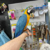 Blue and Gold Macaw, hand fed Blue Macaw, tame Blue and Gold, Blue Macaw for sale, Todd Marcus Birds Exotic, vaccinated macaw, intelligent parrot, talking parrot, exotic birds, exotic bird shipping, domestic bird delivery, international bird shipping, tropical parrot, macaw cage, macaw diet, parrot care, exotic pets, parrot breeders, social birds, trained parrots Blue and Gold Macaw, hand fed Blue Macaw, tame Blue and Gold, Blue Macaw for sale, Todd Marcus Birds Exotic, vaccinated macaw, intelligent parrot, talking parrot, exotic birds, exotic bird shipping, domestic bird delivery, international bird shipping, tropical parrot, macaw cage, macaw diet, parrot care, exotic pets, parrot breeders, social birds, trained parrots