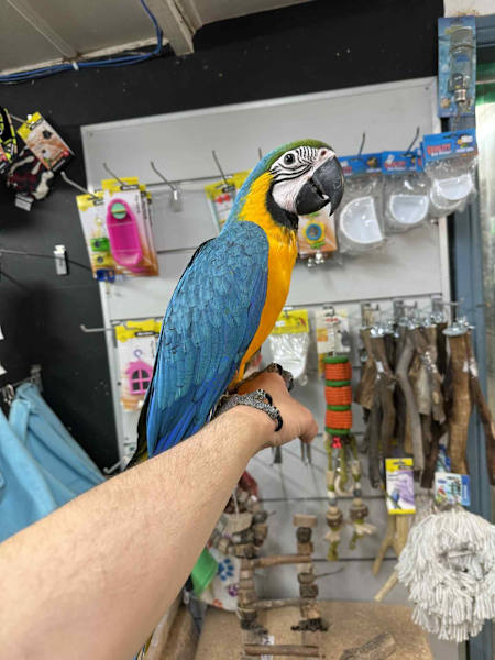Blue and Gold Macaw, hand fed Blue Macaw, tame Blue and Gold, Blue Macaw for sale, Todd Marcus Birds Exotic, vaccinated macaw, intelligent parrot, talking parrot, exotic birds, exotic bird shipping, domestic bird delivery, international bird shipping, tropical parrot, macaw cage, macaw diet, parrot care, exotic pets, parrot breeders, social birds, trained parrots Blue and Gold Macaw, hand fed Blue Macaw, tame Blue and Gold, Blue Macaw for sale, Todd Marcus Birds Exotic, vaccinated macaw, intelligent parrot, talking parrot, exotic birds, exotic bird shipping, domestic bird delivery, international bird shipping, tropical parrot, macaw cage, macaw diet, parrot care, exotic pets, parrot breeders, social birds, trained parrots