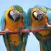 Blue and Gold Macaw900