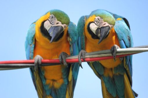 Blue and Gold Macaw900