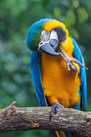 Blue and Gold Macaw900