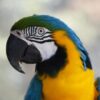 Blue and Gold Macaw900