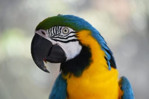 Blue and Gold Macaw900