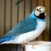 Lady Gouldian Finch - Camel Head Blue Back