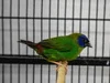 Parrot Finch Blue-Faced