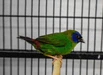 finch-blue-faced-parrot-269865_103x75_crop_center Parrot Finch Blue-Faced