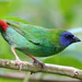 finch-blue-faced-parrot-296961_75x75_crop_center Parrot Finch Blue-Faced