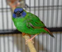 finch-blue-faced-parrot-422501_89x75_crop_center Parrot Finch Blue-Faced