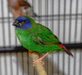 Parrot Finch Blue-Faced