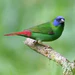 finch-blue-faced-parrot-836327_75x75_crop_center Parrot Finch Blue-Faced