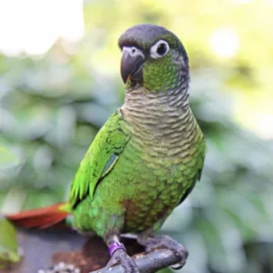 Green-Cheeked Conure - Handfed