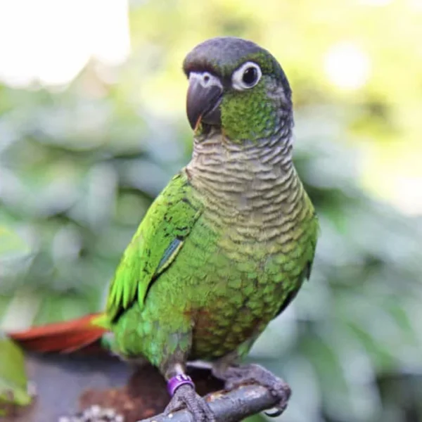 Green-Cheeked Conure - Handfed