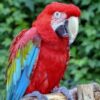 green-winged-macaw