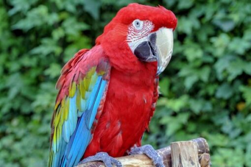green-winged-macaw