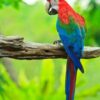 Green Winged Macaw