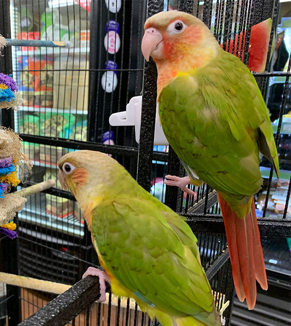 Green Cheek Conure, hand fed Green Cheek Conure, tame conure, Todd Marcus Birds Exotic, conure for sale, parrot breeder, exotic conure, intelligent parrot, friendly conure, vaccinated conure, domestic bird shipping, international parrot shipping, conure diet, parrot care, exotic bird sale, conure cage, healthy conure, social parrot, conure lover Green Cheek Conure, hand fed Green Cheek Conure, tame conure, Todd Marcus Birds Exotic, conure for sale, parrot breeder, exotic conure, intelligent parrot, friendly conure, vaccinated conure, domestic bird shipping, international parrot shipping, conure diet, parrot care, exotic bird sale, conure cage, healthy conure, social parrot, conure lover