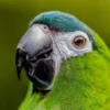 Hahn’s Macaw