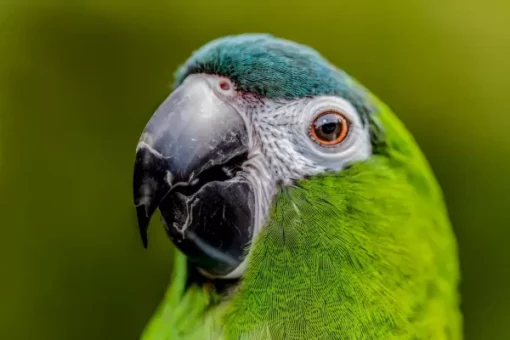 Hahn’s Macaw