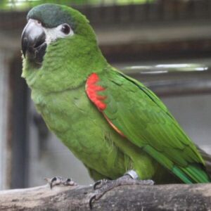 hahns-macaw2