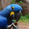 hyacinth-Macaw
