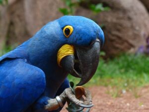 hyacinth-Macaw