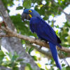 hyacinth-Macaw