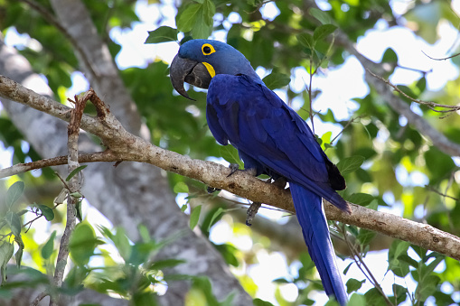hyacinth-Macaw hyacinth-Macaw