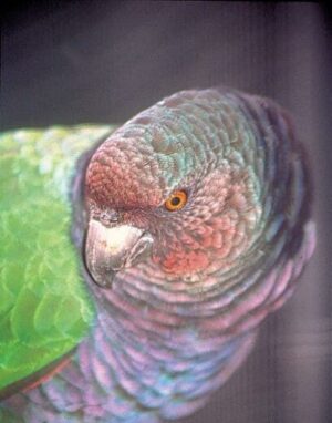imperial amazon.Imperial Amazon parrot, rare exotic birds, hand fed Imperial Amazon, tame Amazon parrot, Todd Marcus Birds Exotic, intelligent parrots for sale, vaccinated parrots, exotic birds shipping, Amazon parrots for sale USA, parrot breeders USA, luxury pet birds Imperial Amazon parrot, rare exotic birds, hand fed Imperial Amazon, tame Amazon parrot, Todd Marcus Birds Exotic, intelligent parrots for sale, vaccinated parrots, exotic birds shipping, Amazon parrots for sale USA, parrot breeders USA, luxury pet birds
