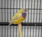lady-gouldian-finch-orange-head-yellow-back-302015_84x75_crop_center