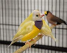 lady-gouldian-finch-orange-head-yellow-back-558864_96x75_crop_center