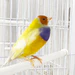 lady-gouldian-finch-orange-head-yellow-back-666388_75x75_crop_center
